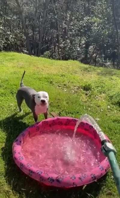 Two kinds of dogs