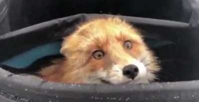 A wild fox discovered in a fisherman&rsquo;s bag after eating all the fish