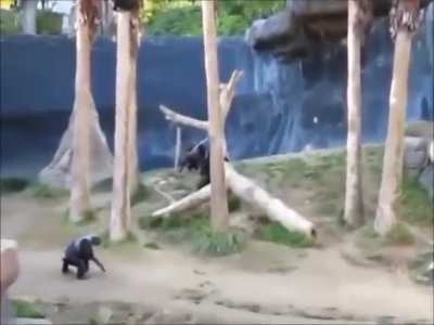 Maymun kavgası 🐵🤜🏾🤛🏿🐵