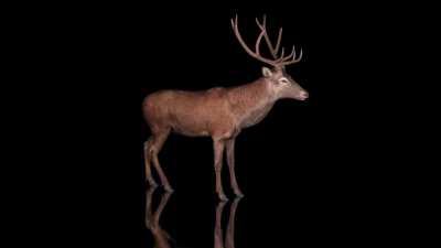 The Look Of The Deer 🦌