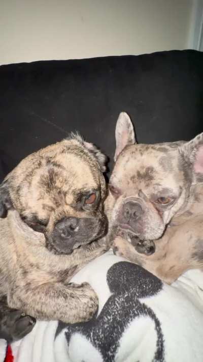 Sleepy Boys