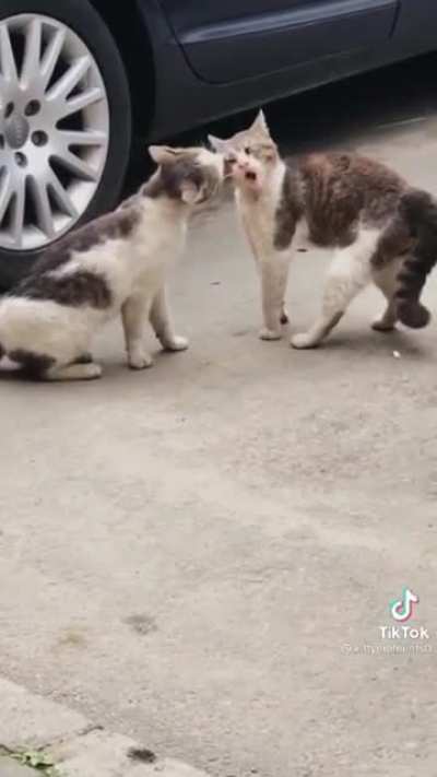*screams in cat