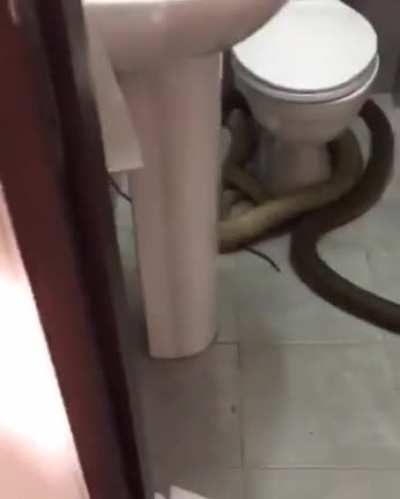 Oops...I&rsquo;ll use another toilet, sorry