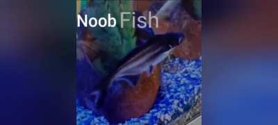 Noobz suck