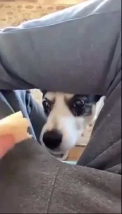 He bite
