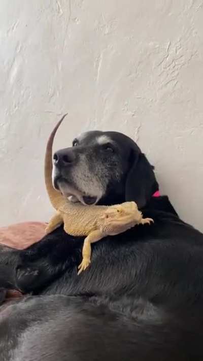 Old man Blue shootin&rsquo; the breeze with his dragon buddy Carl