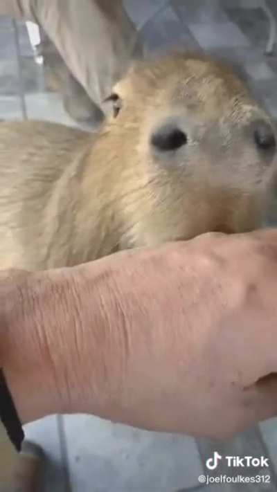 Que tipo de pichicho es este?