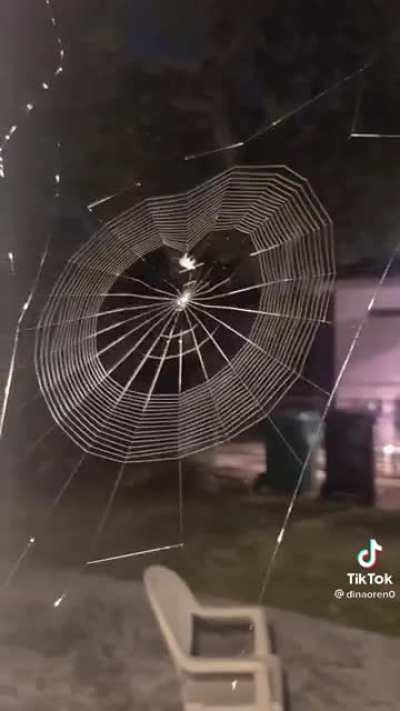 Spider spinning it&rsquo;s web! Credit @dinaoren0 on TikTok