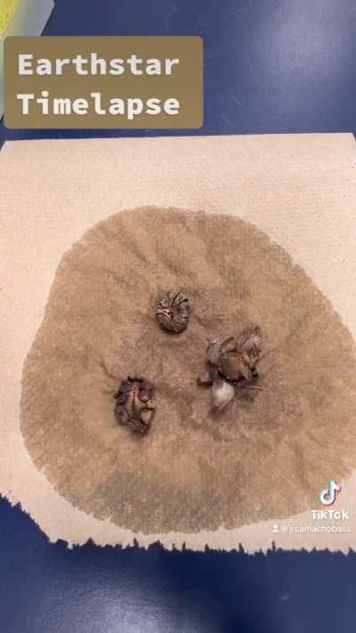 50-minute timelapse of Astraeus sp. arms moving