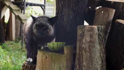 MELONistic red fox