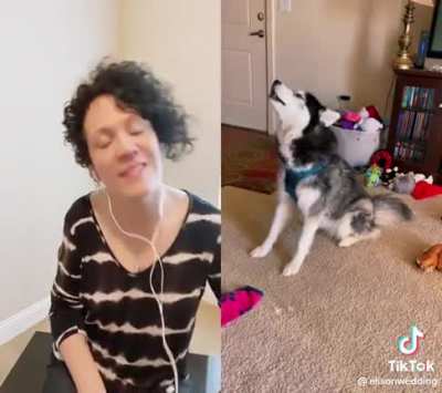 A very acceptable husky tantrum.