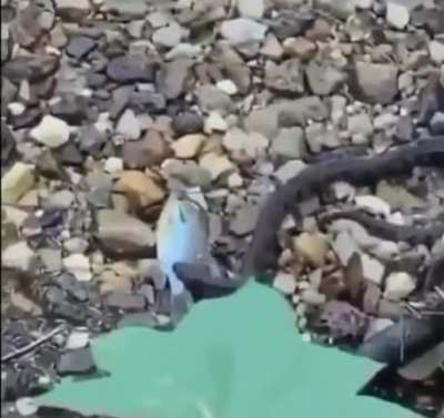 Fish saved