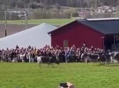 En Suecia se juntan todos a presenciar la largada de las vacas despu&eacute;s de pasar el invierno en un establo.