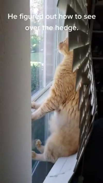He figured out how to see over the hedges