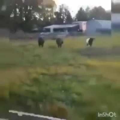 Cr&eacute;ditos a P_Misterio :)