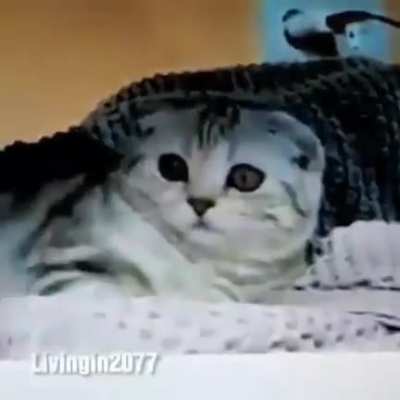Gatinhos fofinhos