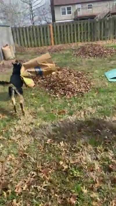 My dog and I are first time homeowners and can&rsquo;t quite figure out how to deal with leaves.
