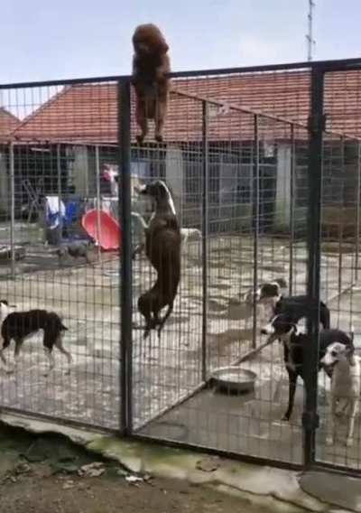 Prison breakers