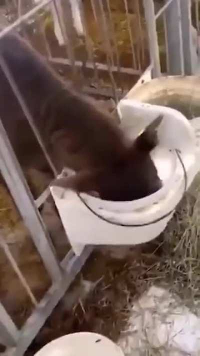 When the milk is too good.
