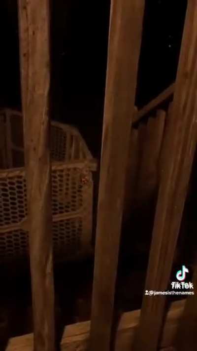 abrupt_spider