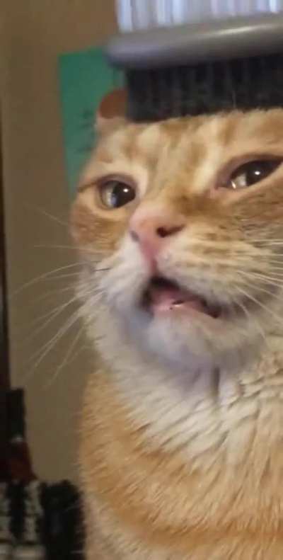 My sister&rsquo;s cat, Oliver, is obsessed with being brushed! If you want him to lay with you, show him a brush! He also has a respiratory illness that causes him to breathe through his mouth