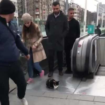 Cat: No f**k given