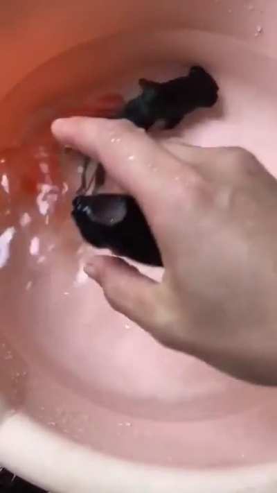 This fish ate all the goldfish&rsquo;s eyes