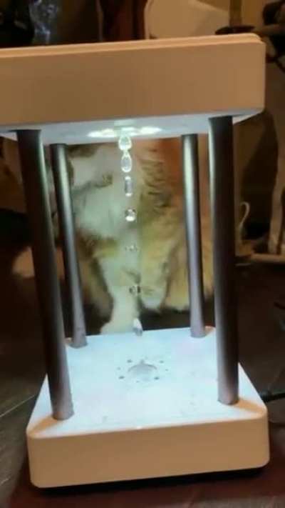 Don&rsquo;t worry cat I&rsquo;m just as confused.