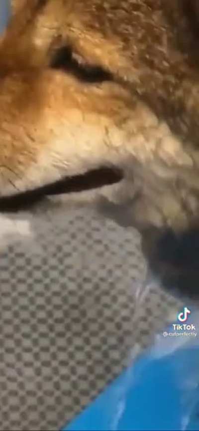 are dog screams allowed?