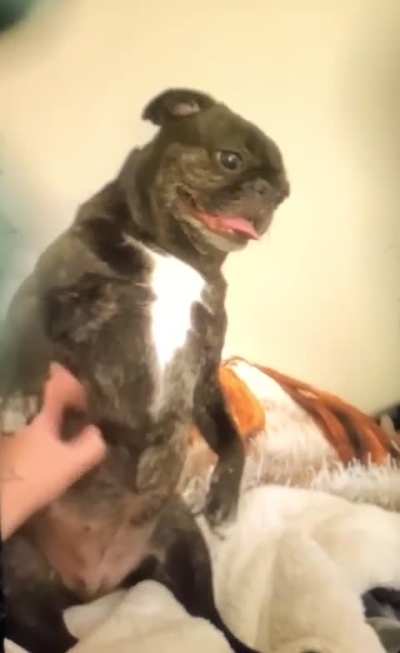 &ldquo;PUG Life&rdquo;