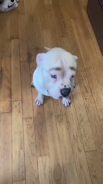 Perro Triste