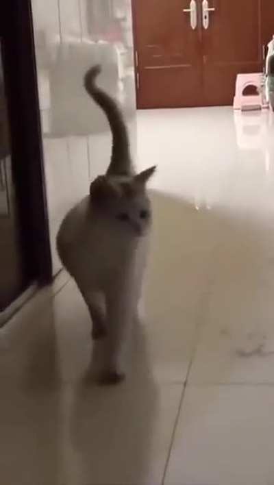 Pregnant Cat Walk