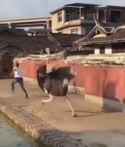 Of an ostrich
