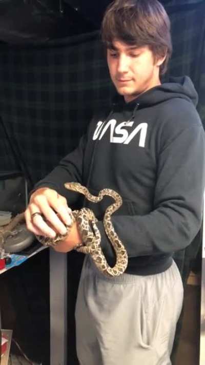 This is a Amazon Tree Boa that was being mistreated & not socialized.. My friend & I went over to see what was going on & he was covered in mites & had went without food for weeks (which they can deal with it’s just not ideal)