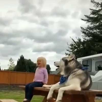 Kid and husky, the worst combo