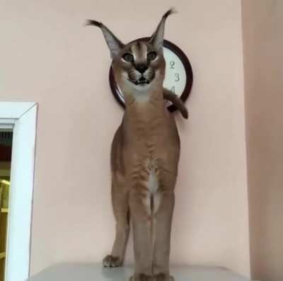 El Fl&otilde;ppo