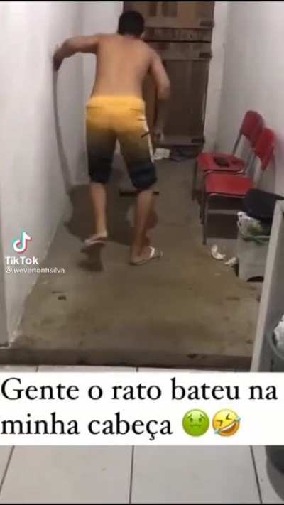 Rato