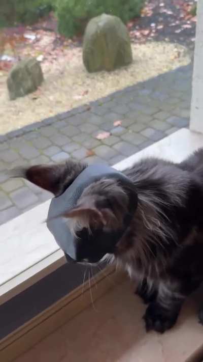 Batman Cat🦇😾