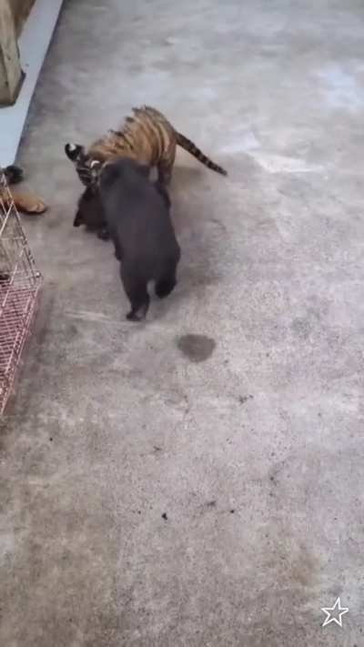 &iexcl;M&iacute;ralos Beelce! &iexcl;M&iacute;ralos y dime qu&eacute; son adorables! &iexcl;DIMELO!