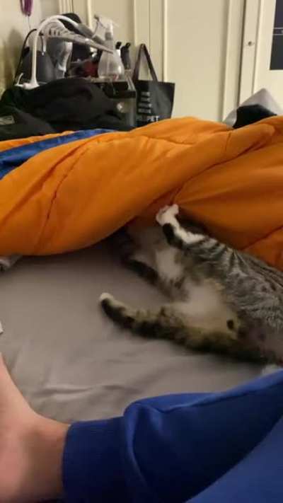 Cat owner be like