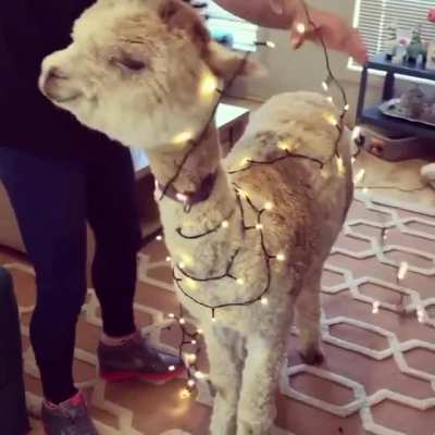 Alfie the Alpaca wants to get involved in putting up the Christmas decorations