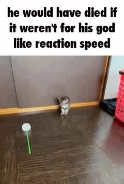 gatito rule