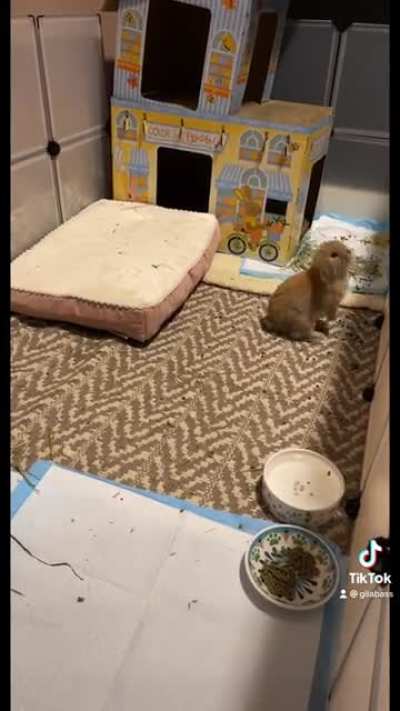 Took our new bun Gnocchi home on Monday and I think he&rsquo;s excited :)