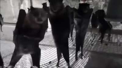 Thanks, I love clubbing bats.