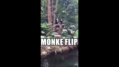 Giros du macaco