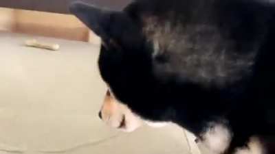 spagoot