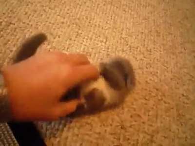Smol cat!