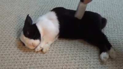 Waking up a sleeping rabbit