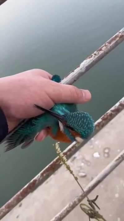 Kingfisher frozen to a bridge gets its feet thawed out &amp;amp; freed by a kindly gentleman