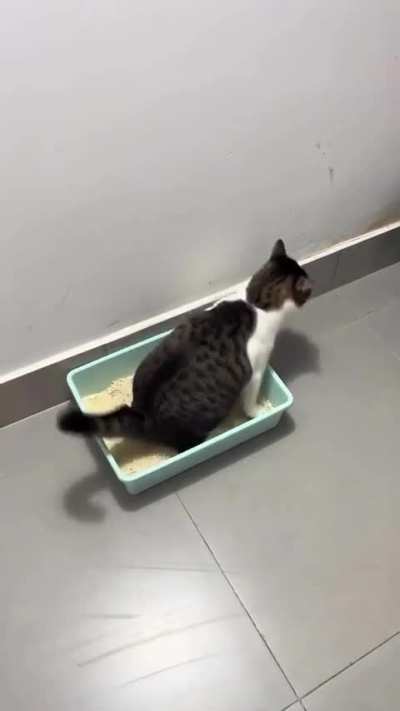 Gato burro 